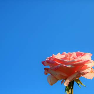 Rose laptop HD wallpaper