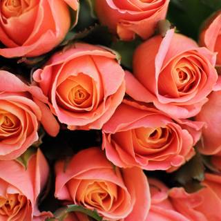 Rose laptop HD wallpaper