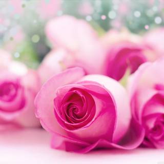 Rose laptop HD wallpaper