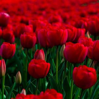 Rose laptop HD wallpaper