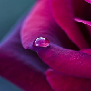 Rose laptop HD wallpaper