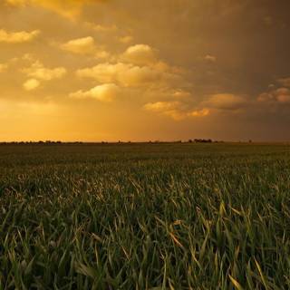 Dark corn fields wallpaper