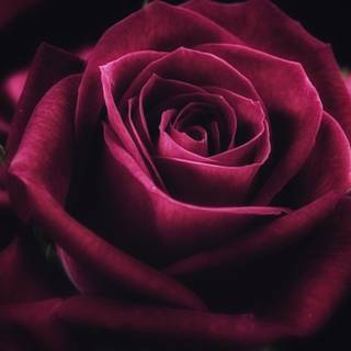 Rose laptop HD wallpaper