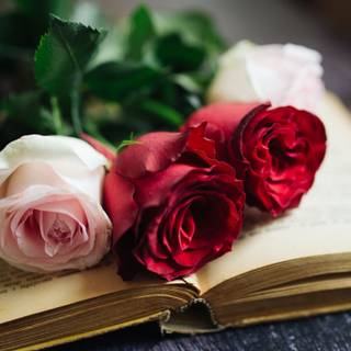 Rose laptop HD wallpaper