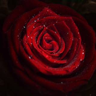 Rose laptop HD wallpaper