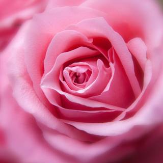 Rose laptop HD wallpaper