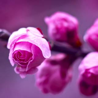 Rose laptop HD wallpaper