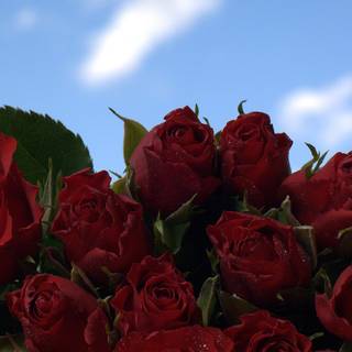 Rose laptop HD wallpaper