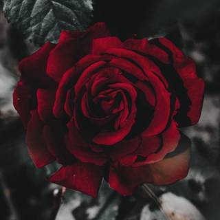 Rose laptop HD wallpaper