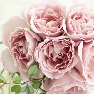 Rose laptop HD wallpaper