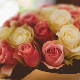 Rose laptop HD wallpaper