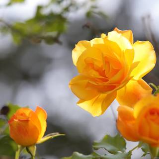 Rose laptop HD wallpaper