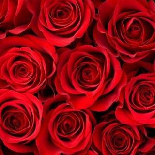 Rose laptop HD wallpaper