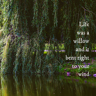 Taylor Swift Willow wallpaper