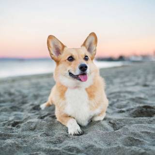 Corgi dogs wallpaper