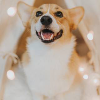 Corgi dogs wallpaper