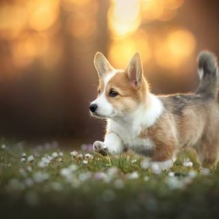 Corgi dogs wallpaper