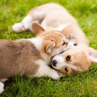 Corgi dogs wallpaper