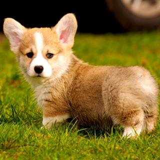 Corgi dogs wallpaper