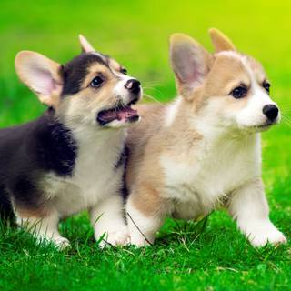 Corgi dogs wallpaper