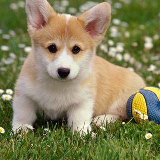 Corgi dogs wallpaper