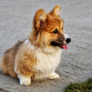 Corgi dogs wallpaper