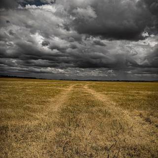 Dark field wallpaper