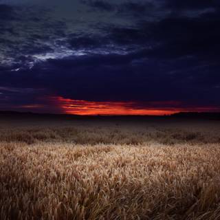 Dark field wallpaper