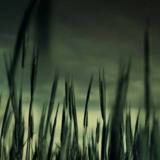 Dark field wallpaper