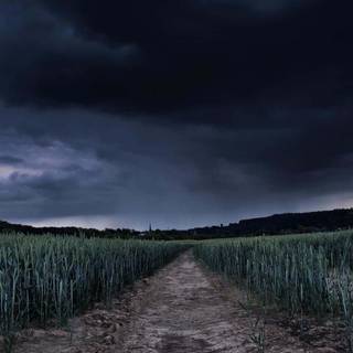 Dark field wallpaper