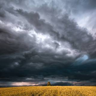 Dark field wallpaper