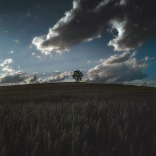 Dark field wallpaper