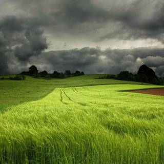 Dark field wallpaper