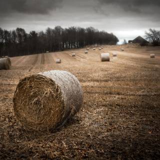 Dark field wallpaper