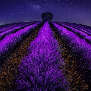 Dark field wallpaper