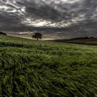 Dark field wallpaper