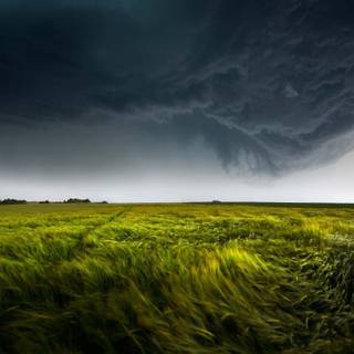 Dark field wallpaper