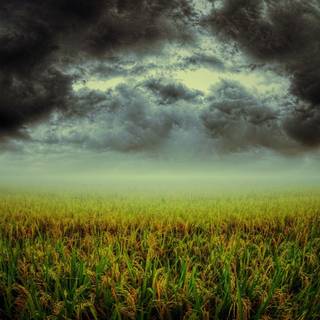 Dark field wallpaper