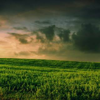 Dark field wallpaper