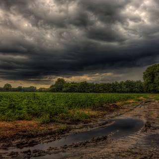 Dark field wallpaper