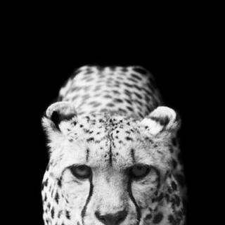 iPhone 8 black wallpaper