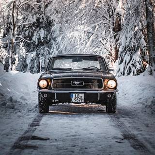 Winter Mustang wallpaper