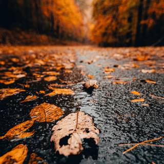 Rainy fall wallpaper