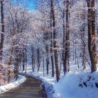 Winter 1280x1024 wallpaper