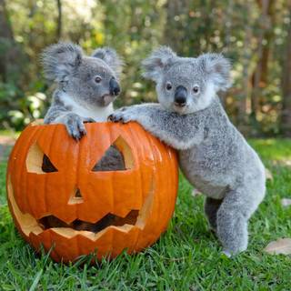 Halloween koala wallpaper