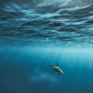 Underwater phone wallpaper