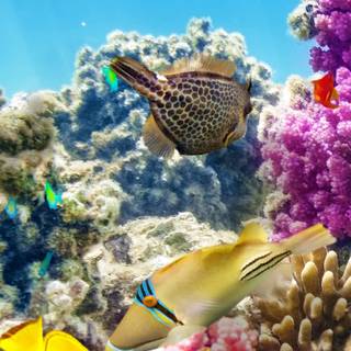 Underwater phone wallpaper