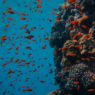 Underwater phone wallpaper