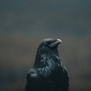 Raven iPhone wallpaper