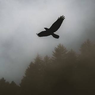 Raven iPhone wallpaper